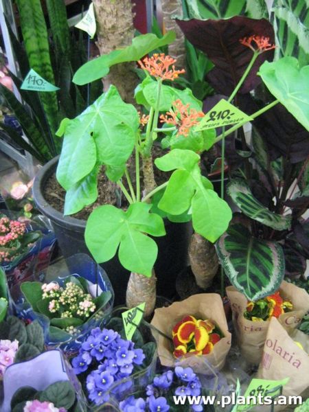 File:Jatropha podagrica-IMG 0942.jpg