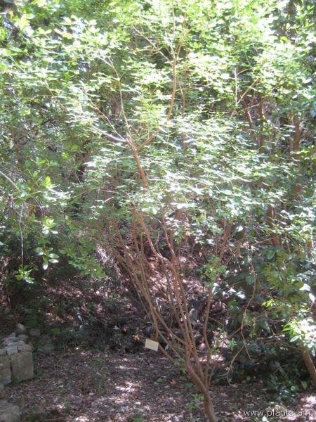 File:Laburnum anagyroides-IMG 2917 lokrun.jpg