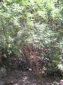 laburnum anagyroides