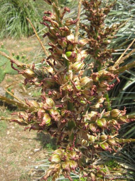 File:Puya alpestris-IMG 2963 lokrun.jpg