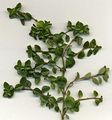 Broad leaved Thyme Thymus pulegioides