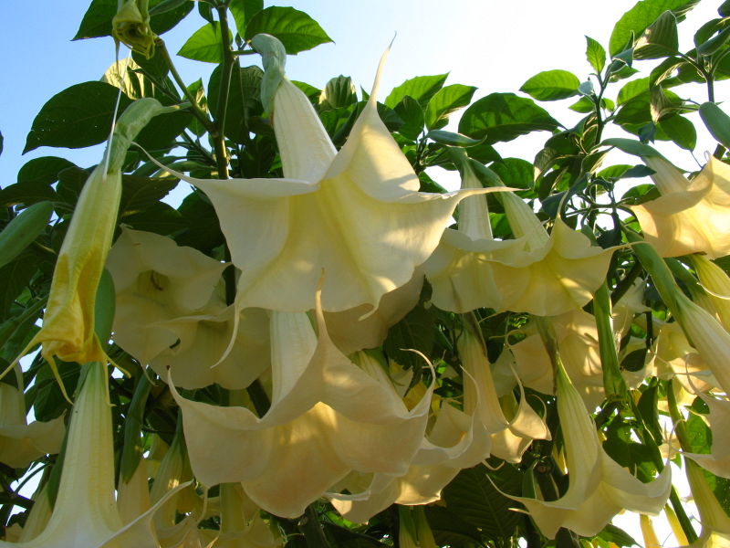 File:Trumpetflower, Brugmansia-2123.jpg