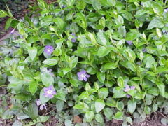 Giant Steps Periwinkle (Vinca major) plant