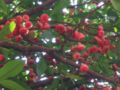 Clusters of wax apples