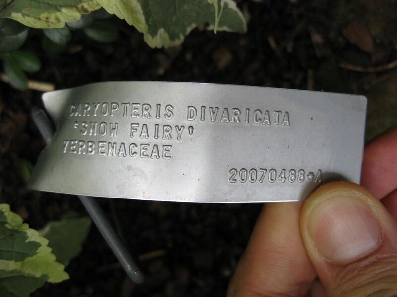 File:1024px-IMG 0733 bbg09.jpg