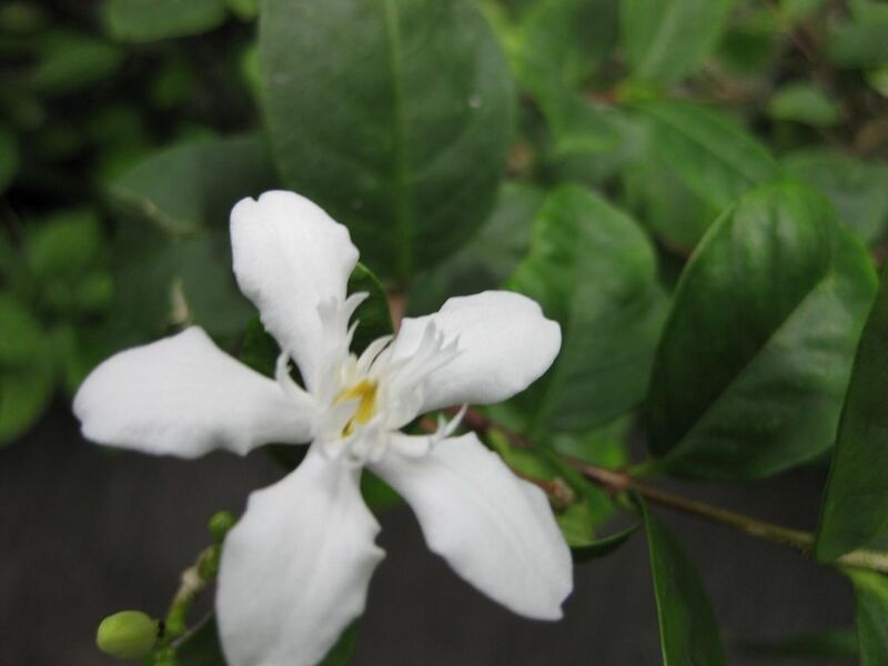 File:1024px-IMG 1195 bbg09.jpg