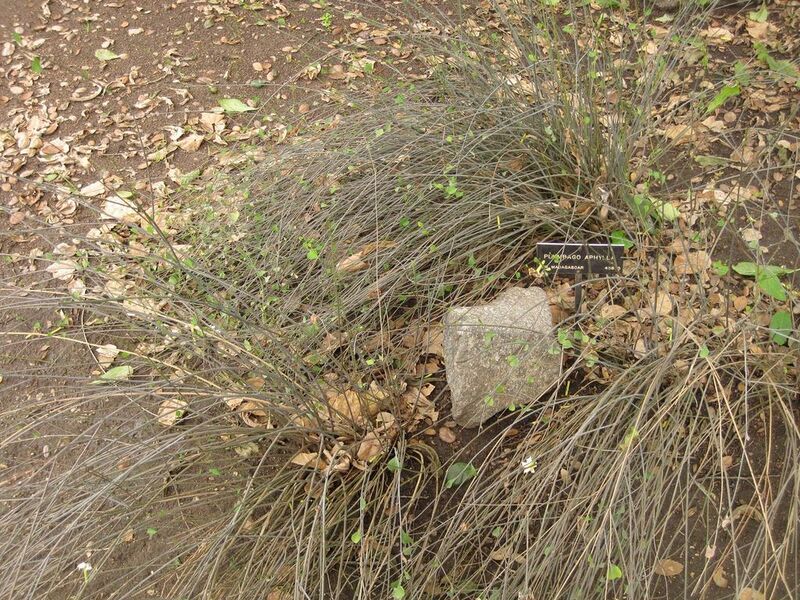 File:1024px-IMG 6996 hunt09jun.jpg
