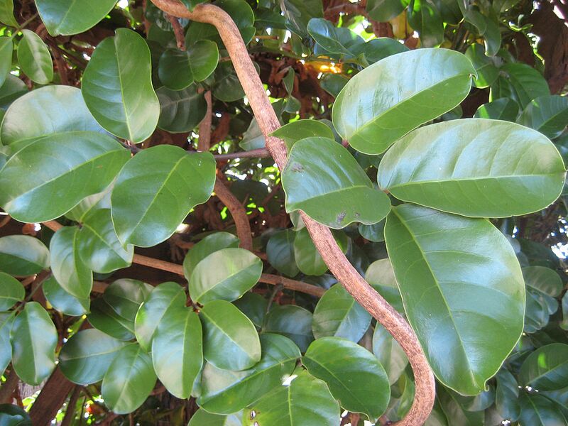 File:1024px-TecomantheSpeciosa337.jpg