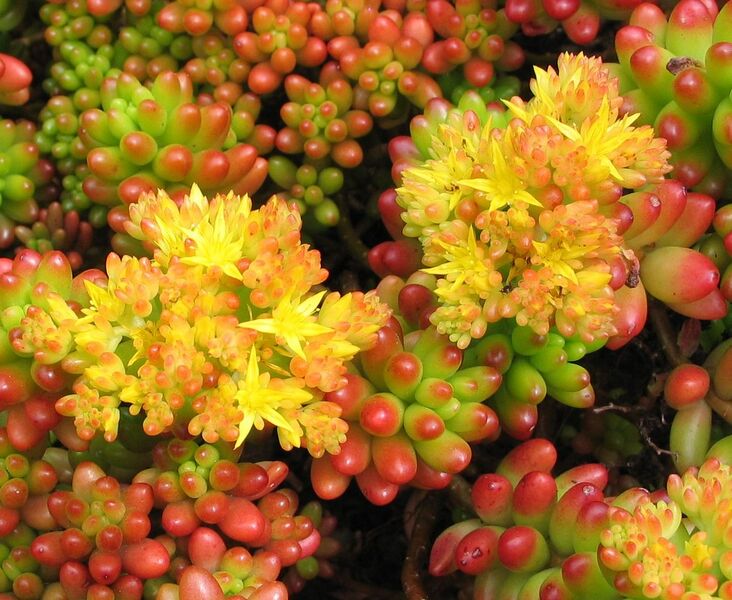 File:1250px-Sedum rubrotinctum 1.jpg