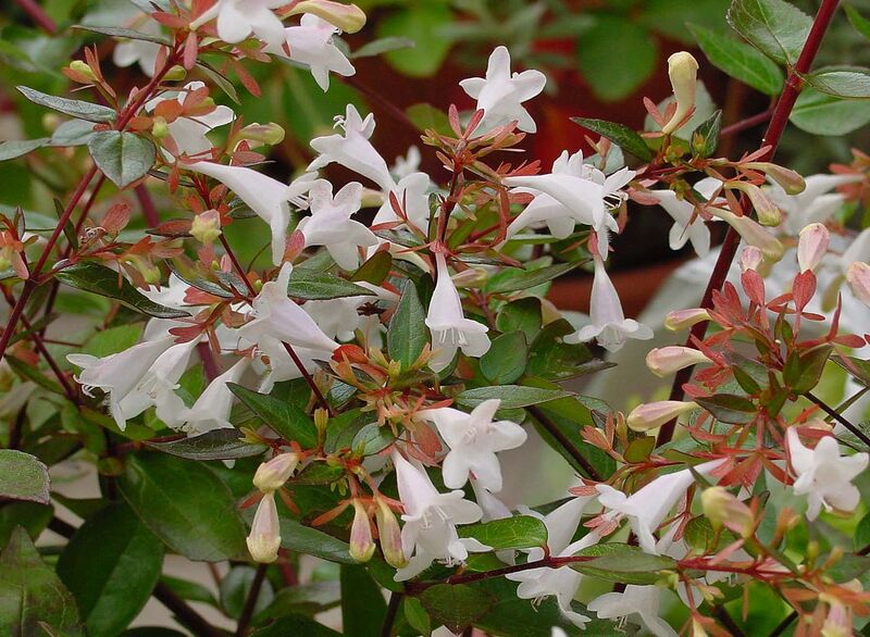 File:1280px-Abelia grandiflora A.jpg