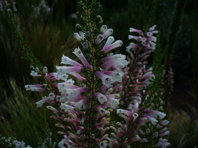 File:1280px-Erica perspicua flower 2.JPG