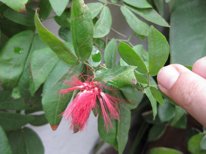 File:1280px-IMG 1038 bbg09.jpg