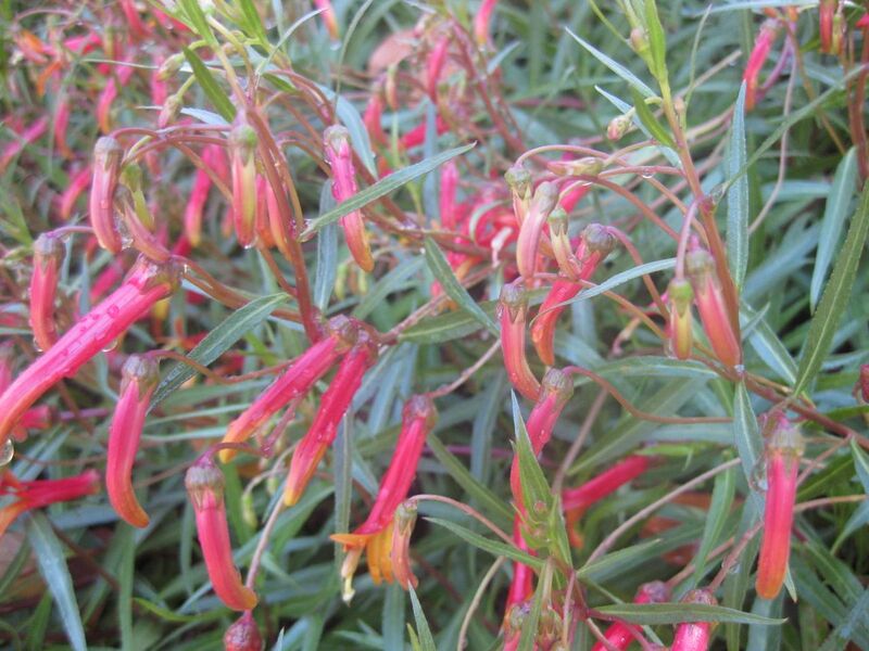 File:1280px-IMG 1981 hunt0903.jpg