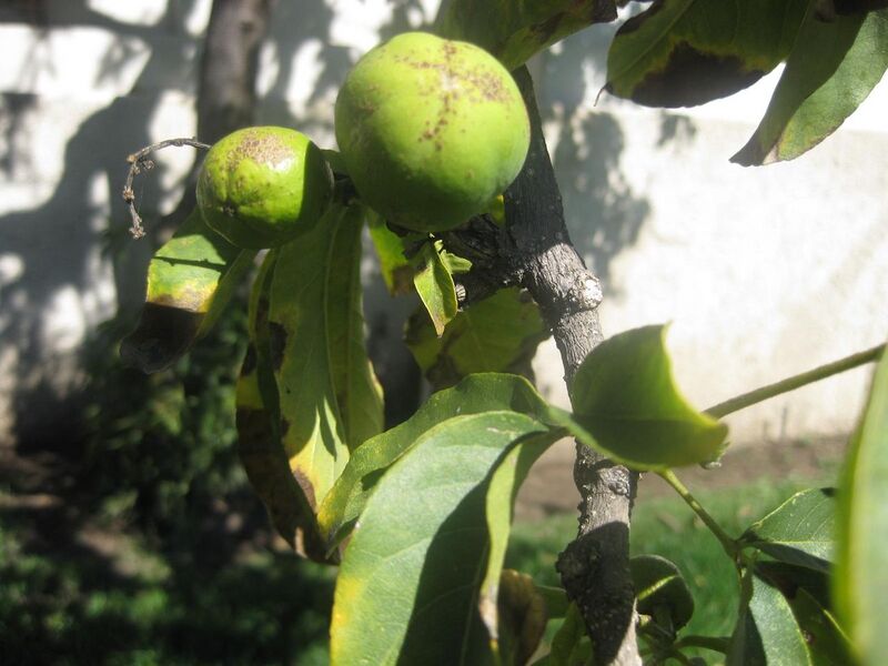 File:1280px-IMG 1992 hunt0903.jpg