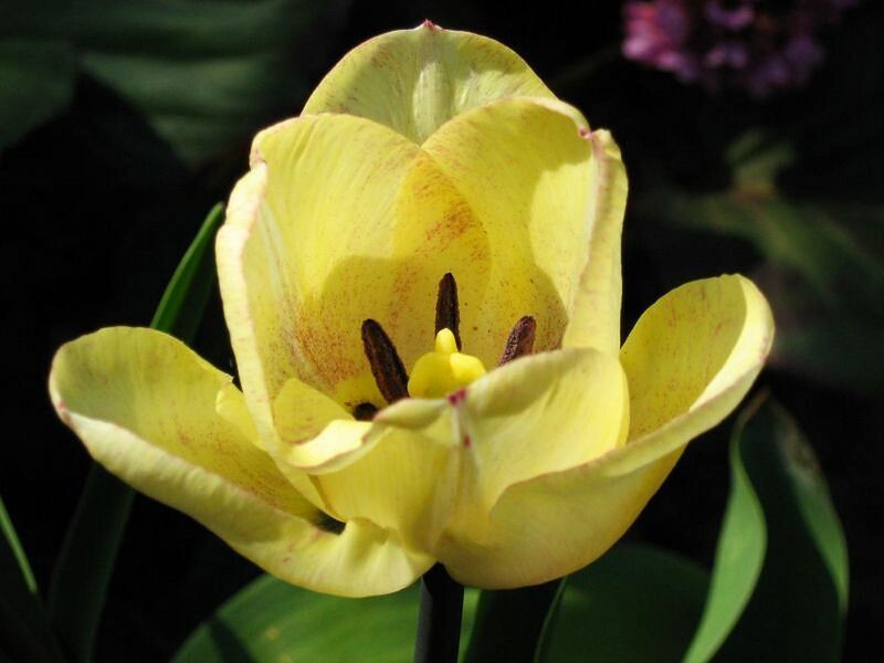 File:1280px-Tulipa butkovii 2.jpg