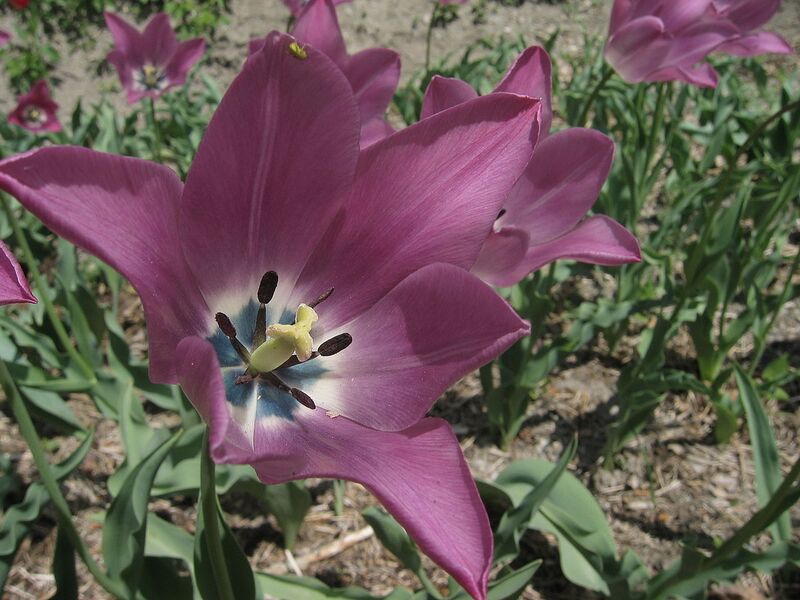 File:1280px-Tulipa platystigma2.jpg