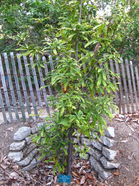 File:6edq6q8dylxwj8gwc4wtt7h4qclfv80.jpg