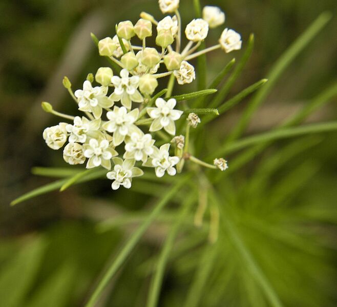 File:843px-Asclepias verticillata.jpg
