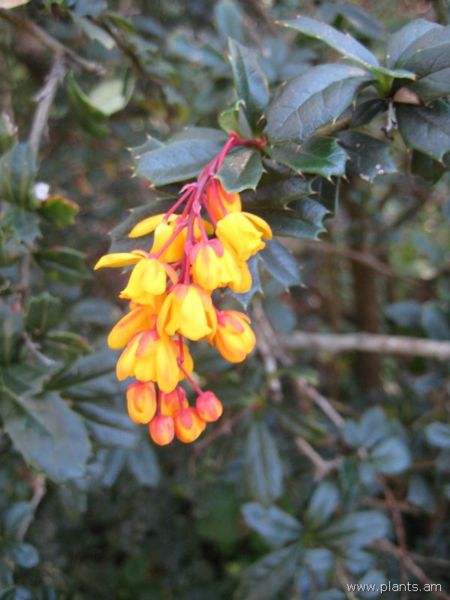 File:Berberis darwinii-IMG 7082 sfbg0308.jpg