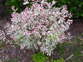 Thumbnail for version as of 12:15, 24 November 2007