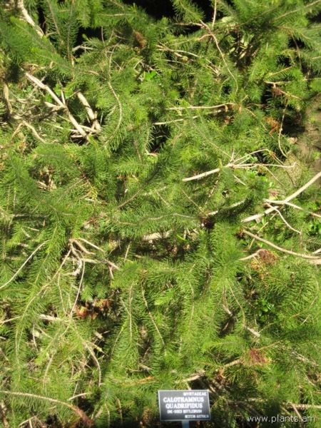 File:Calothamnus quadrifidus-one-sided bottlebrush-IMG 7012 sfbg0308.jpg