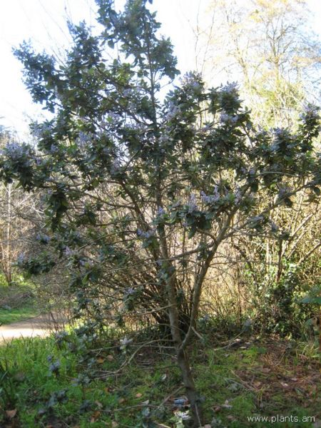 File:Ceanothus arboreus-clifford schmidt-IMG 7828 sfbg0308.jpg