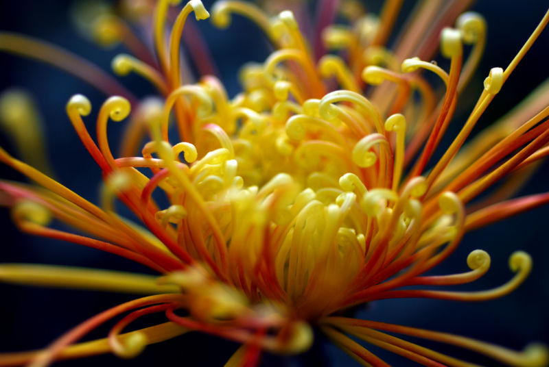 File:CrazyOrangeChrysanthemum-1102.jpg