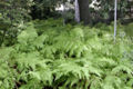 Thumbnail for version as of 06:19, 25 May 2007