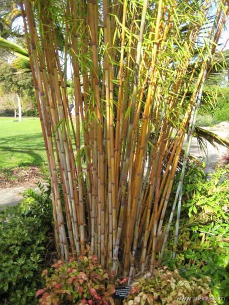File:Himalayacalamus hookerianus-blue himalayan bamboo-IMG 7449 sfbg0308.jpg