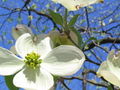 Thumbnail for version as of 04:37, 25 May 2007