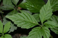 Thumbnail for version as of 13:04, 17 October 2007