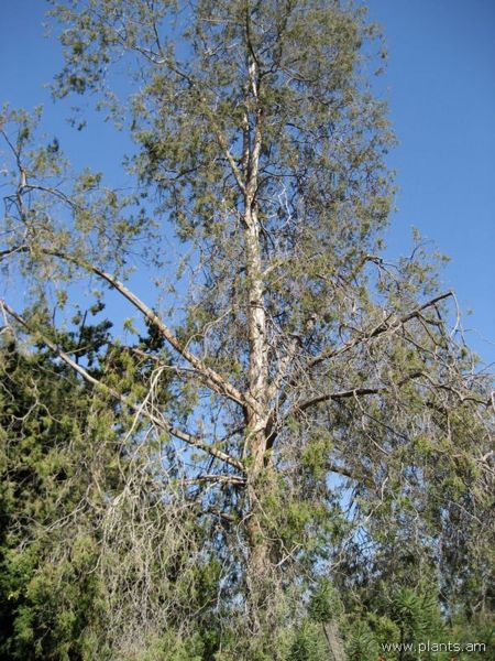 File:Juniperus bermudiana-IMG 0750 hunt07.jpg