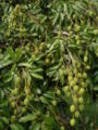 Green fruits on tree
