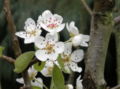 Flowers, leaves and trunk
