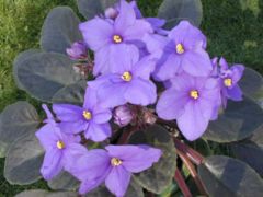 a Saintpaulia ionantha cultivar