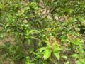 stravaesia davidiana var. undulata