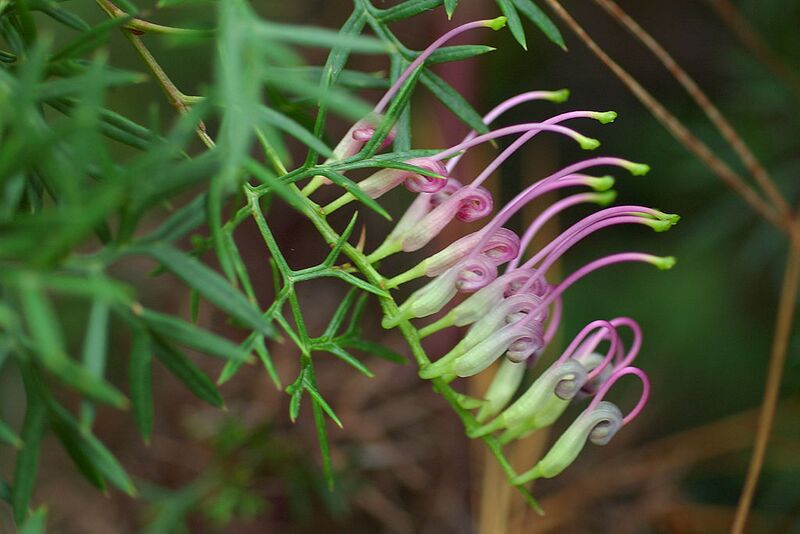 File:1024px-Grevillea rivularis.jpg