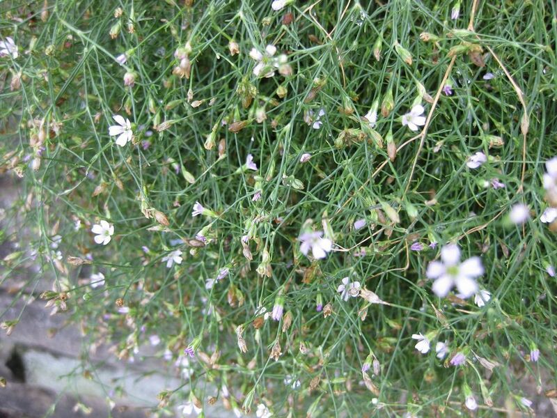 File:1024px-IMG 0719 bbg09.jpg