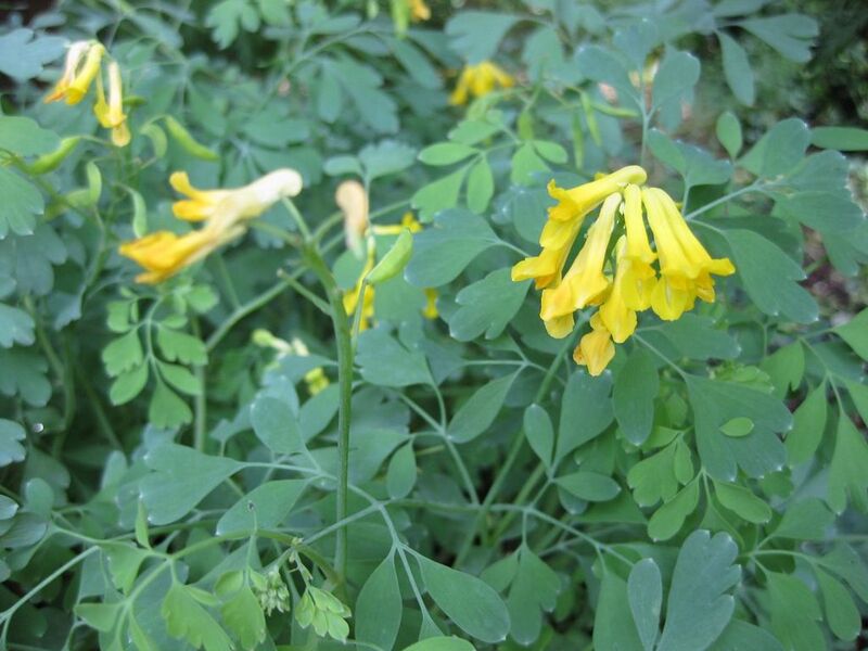File:1024px-IMG 0725 bbg09.jpg