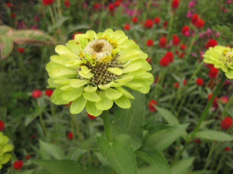 File:1024px-IMG 1414 bbg09.jpg