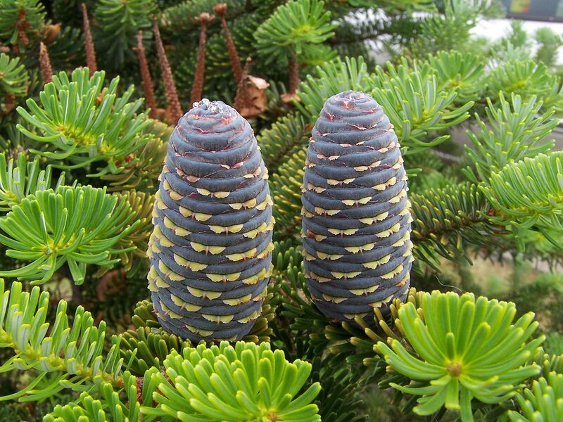 File:1280px-Abies koreana (szyszki).JPG