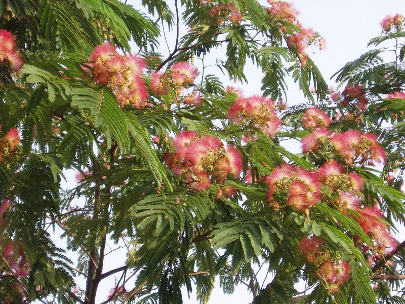 File:1280px-AlbizziaJulibrissin3.jpg