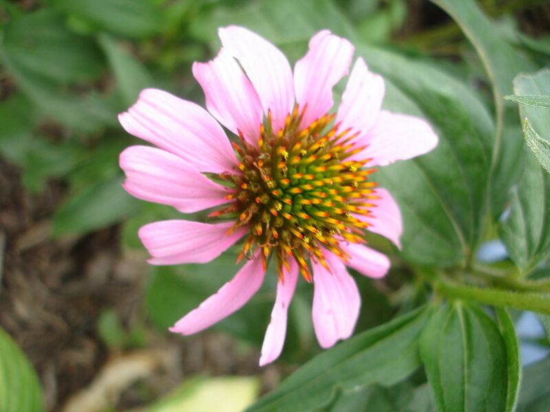 File:1280px-Echinacea tennesseensis.jpg