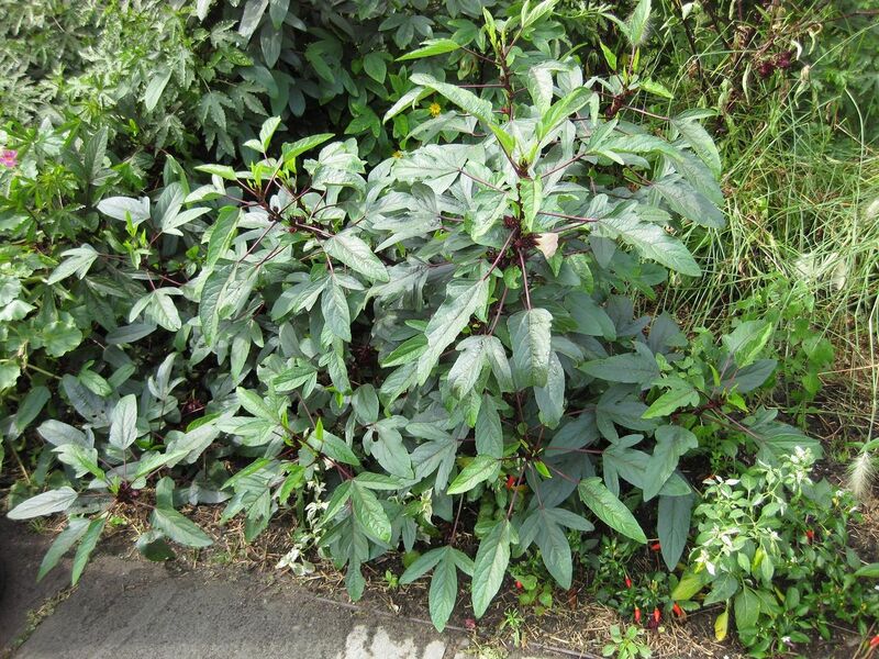 File:1280px-IMG 0773 bbg09.jpg