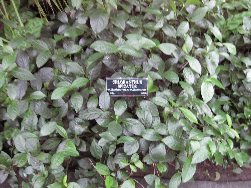 File:1280px-IMG 1118 bbg09.jpg