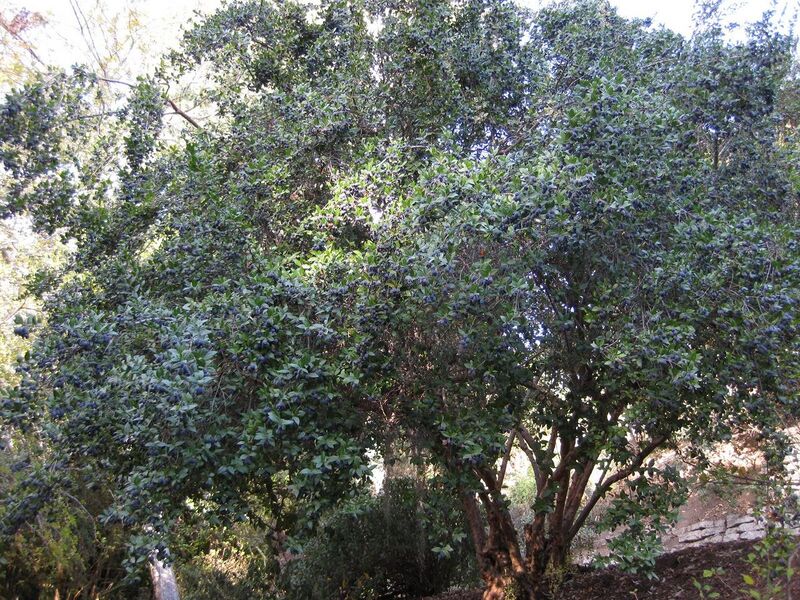 File:1280px-IMG 2689 ucla09.jpg