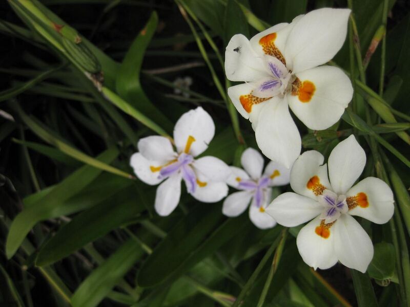 File:1280px-IMG 6826 hunt09jun.jpg