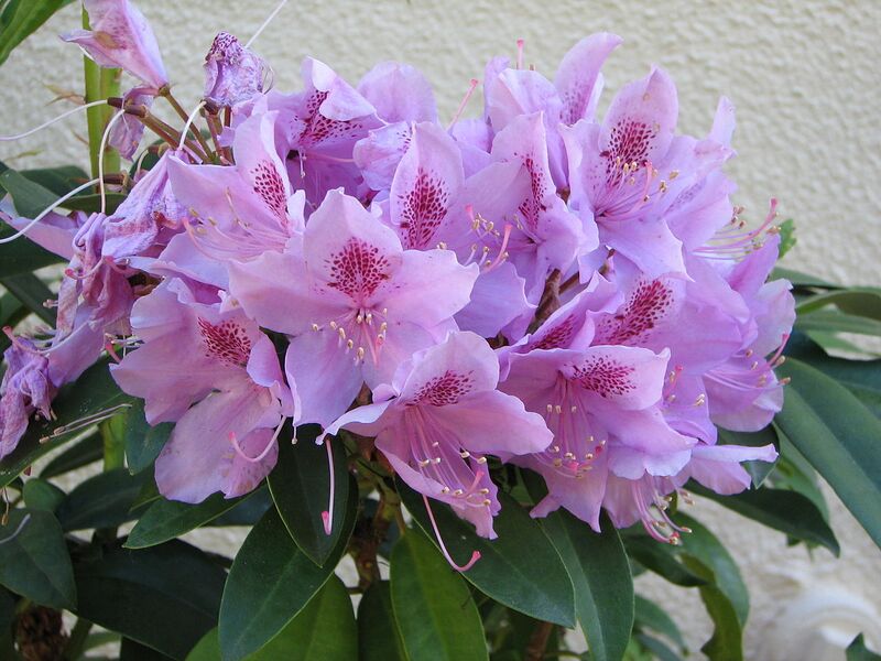 File:1280px-Rhododendron2.jpg