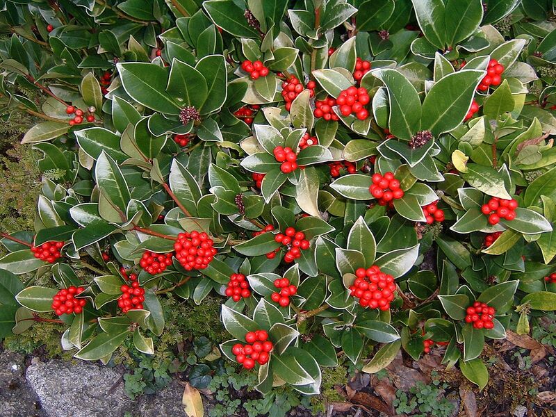 File:1280px-Skimmia.JPG