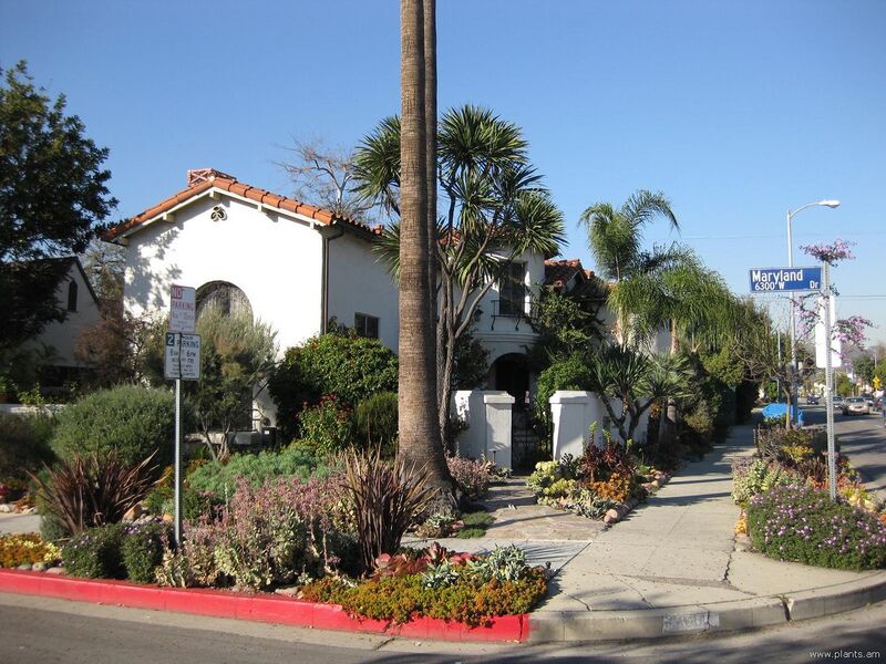 File:1280px-Xeriscape-IMG 1494 la09.jpg
